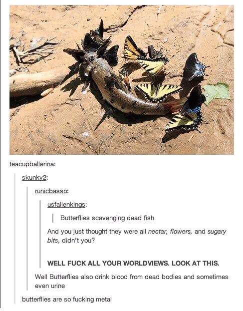 Butterflies are metal - meme