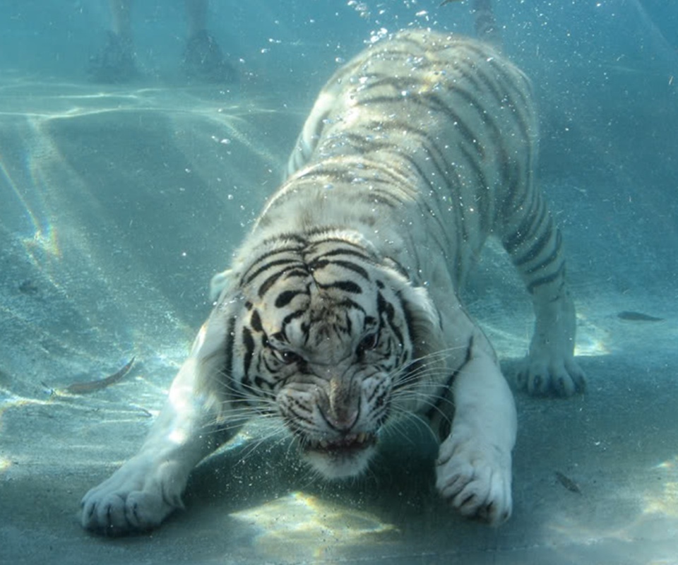 Tigre Blanco Espectacular! - meme