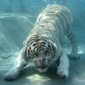 Tigre Blanco Espectacular!