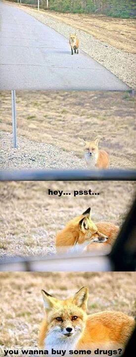 the fox - meme