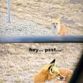 the fox