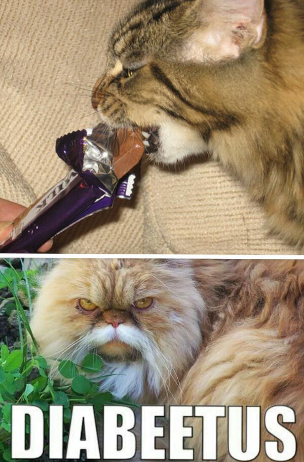 don't give cats chocolate! - meme