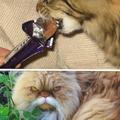 don't give cats chocolate!