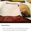 Duck on my calculator