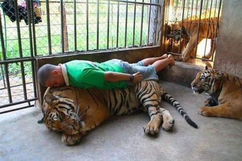 Planking lvl:My pet is a Tiger - meme