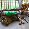 Planking lvl:My pet is a Tiger