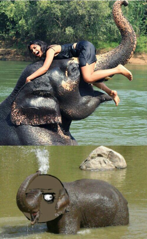 Gusta Elephant - meme