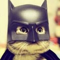 batcat to the rescue