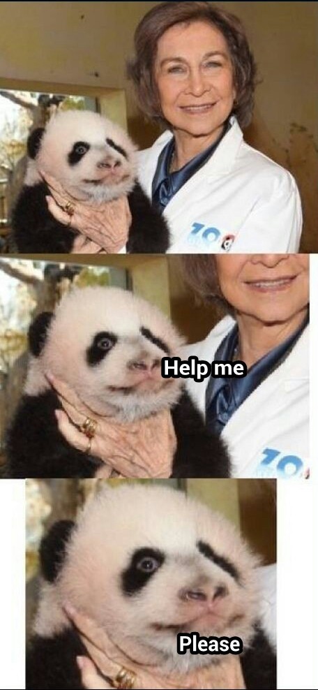 The terror of the pandas - meme