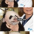 The terror of the pandas