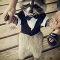 racoon in a suit your argument is invalid