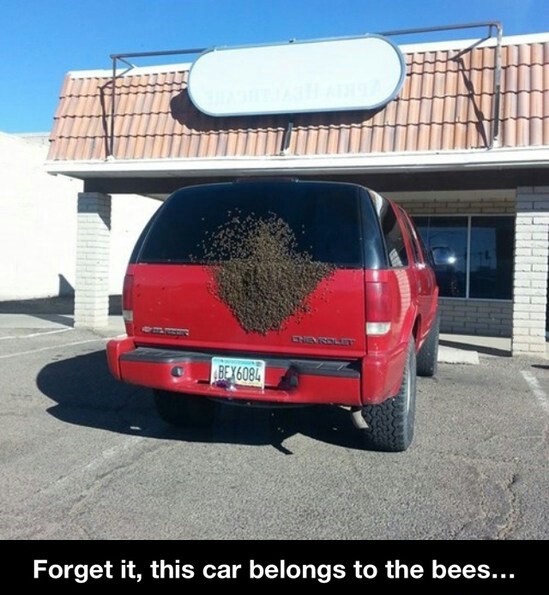 Bees car - meme