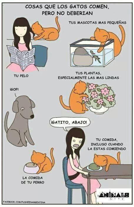 Gatus malevulus - meme