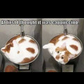 I guess you could call it a catpuccino.......get it?