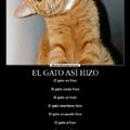 pinche gato :l