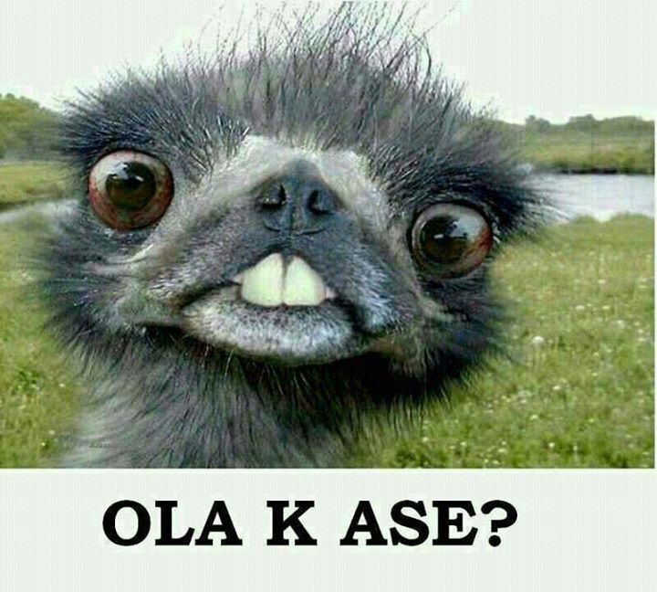 ola k ase - Meme subido por animendozac :) Memedroid