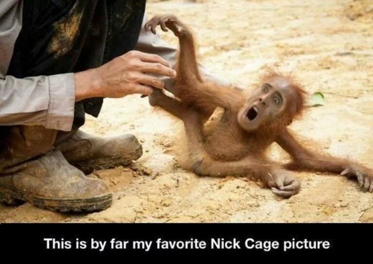 nicky cage - meme