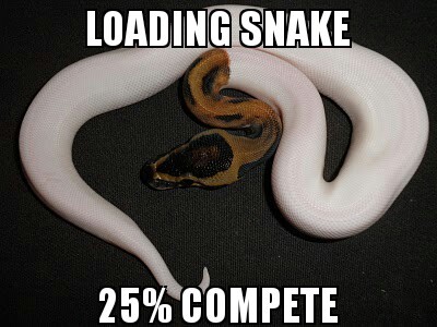 snakes don't come with a ssd - meme