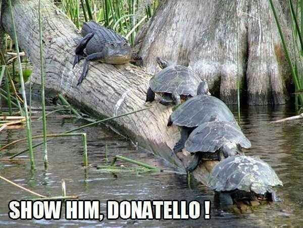 ninja turtles - meme
