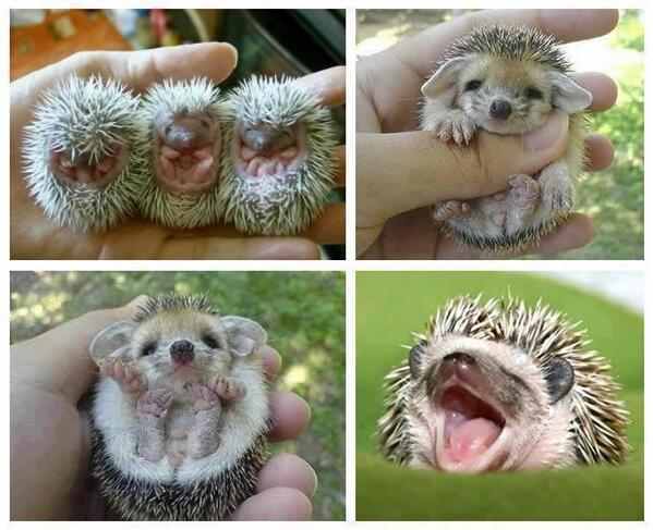 hedgehog is cute - meme