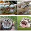hedgehog is cute