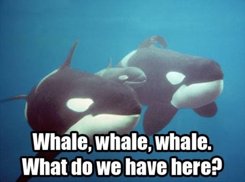 whale... - meme