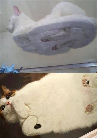 Cats from underneath tables - meme