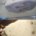 Cats from underneath tables
