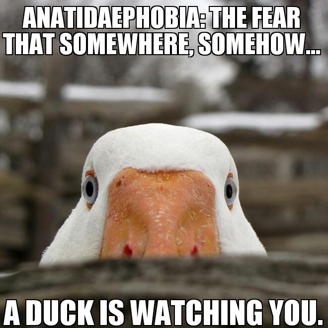 Anatidaephobia - meme