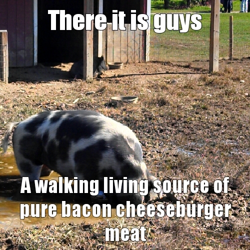Its a cow pig - meme
