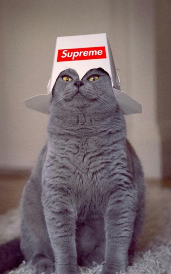 All hail supreme cat lord - meme