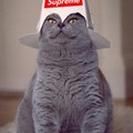 All hail supreme cat lord