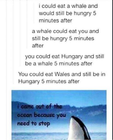 Hungary and Wales - meme