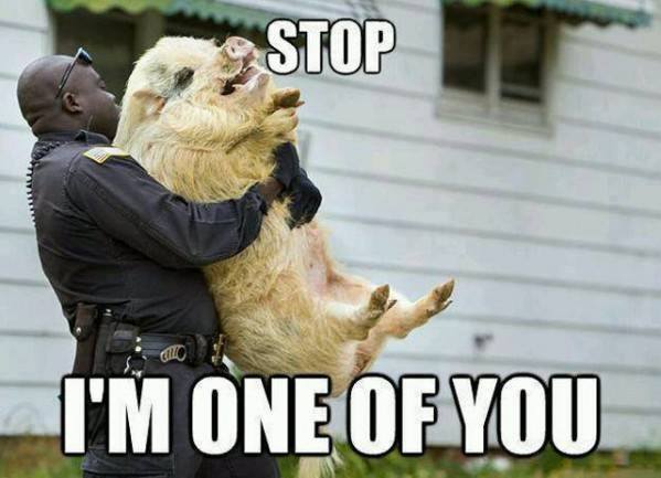 pig carrying pig - meme