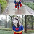 is superdog!!!!