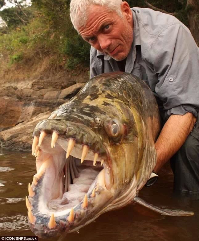 Tiger fish... how do you spell NOPE - meme