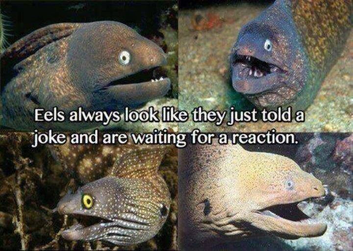 Eels Be Like - meme