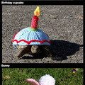 Tortoises sporting a variety of magnificent crocheted cozies from cheeseburgers to dinosaurs