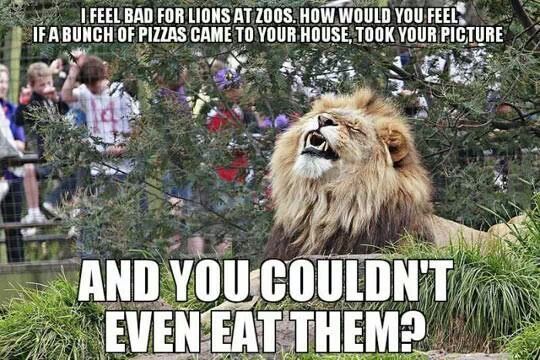 and im not lion!! - meme