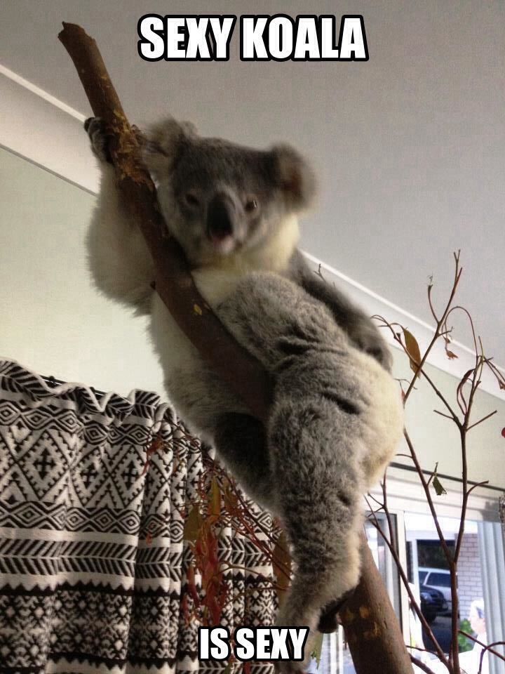 Sexy koala - meme