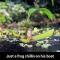 Frog on his boat