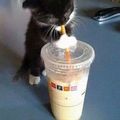 Cat knows how to use a straw