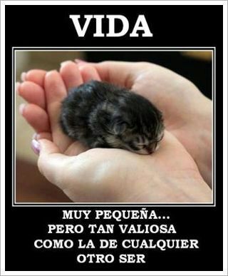 la vida es hermosa  (positovos) - meme