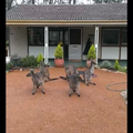 Guard roos