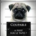 coupable