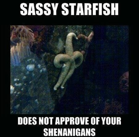 Sassy Starfish - meme
