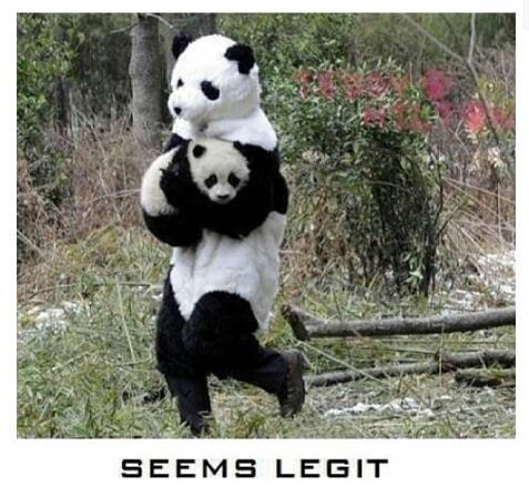 panda - meme