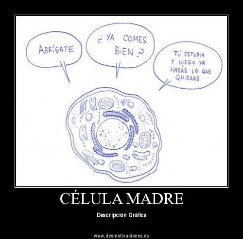 células madre ;D - meme