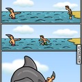 Shark?