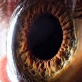 The Human eye in hd
